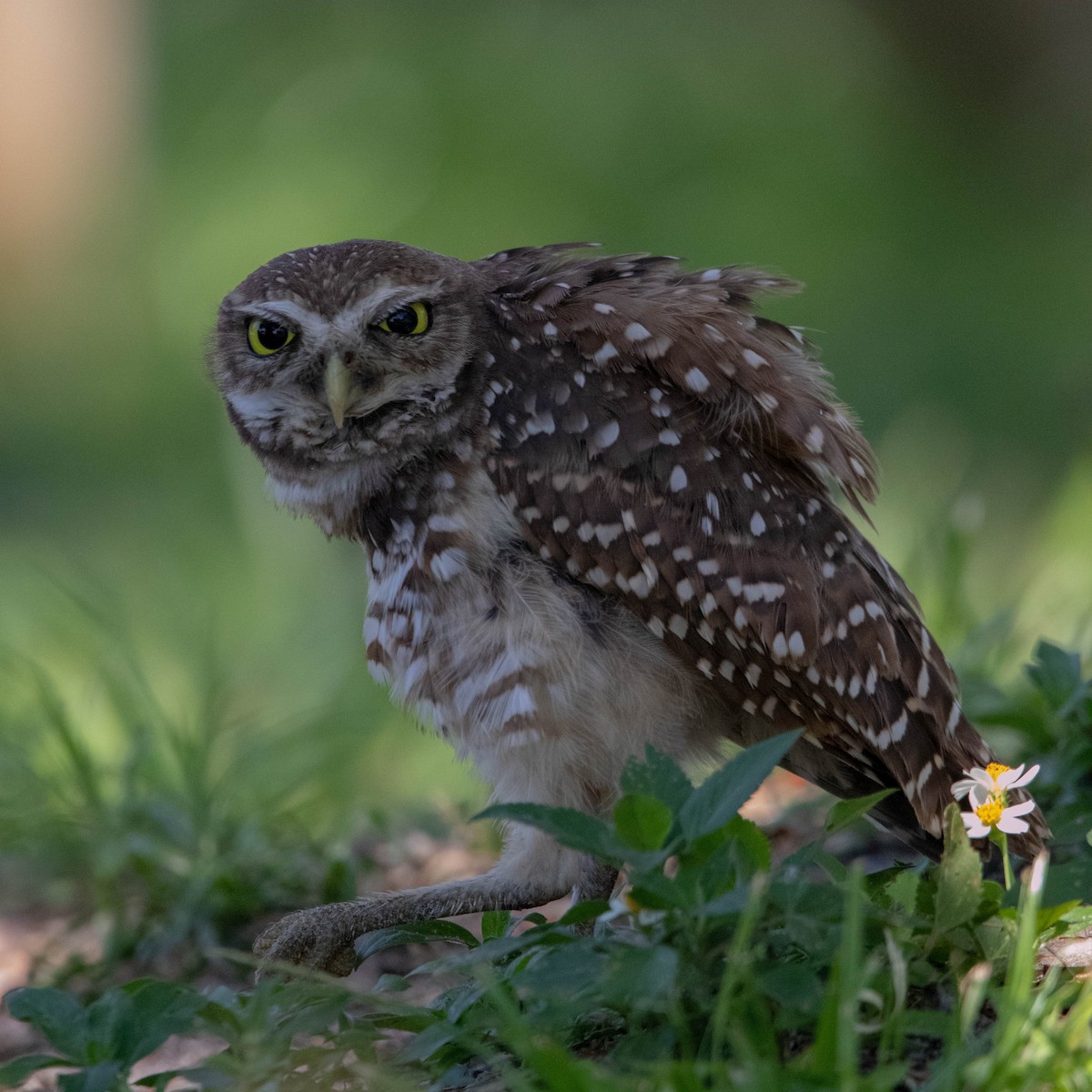 Burrowing Owl - ML623364335