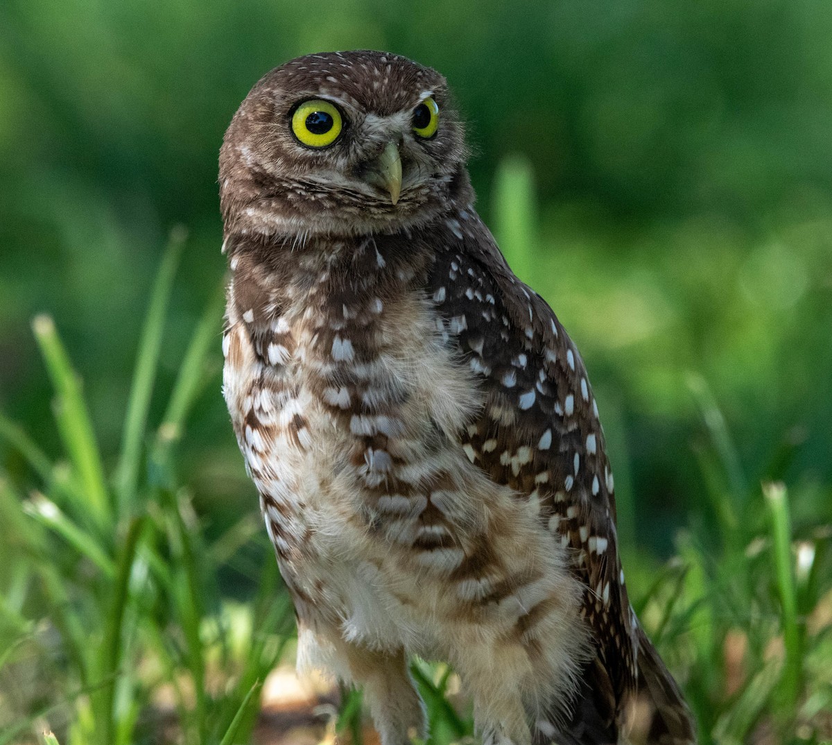 Burrowing Owl - ML623364336