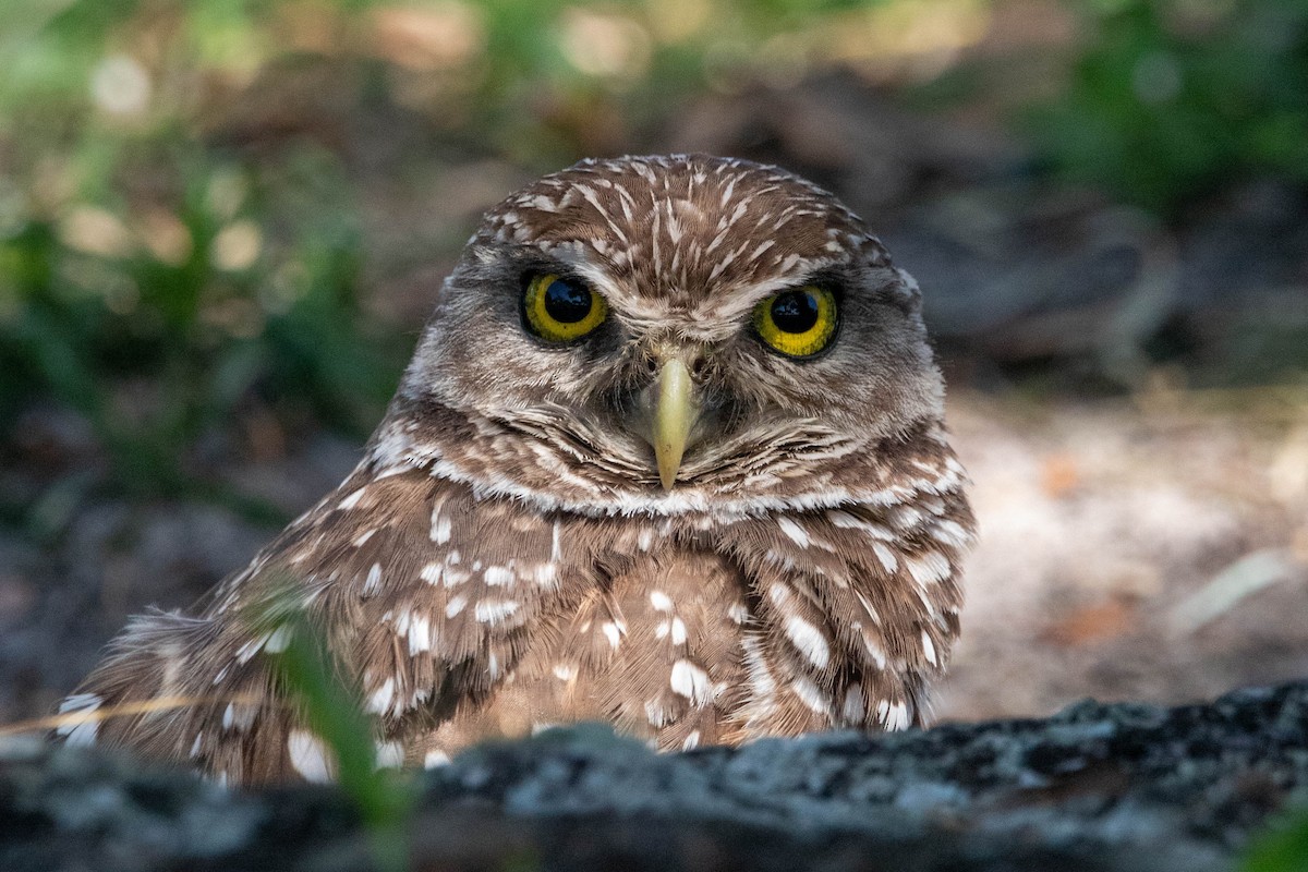 Burrowing Owl - ML623364339