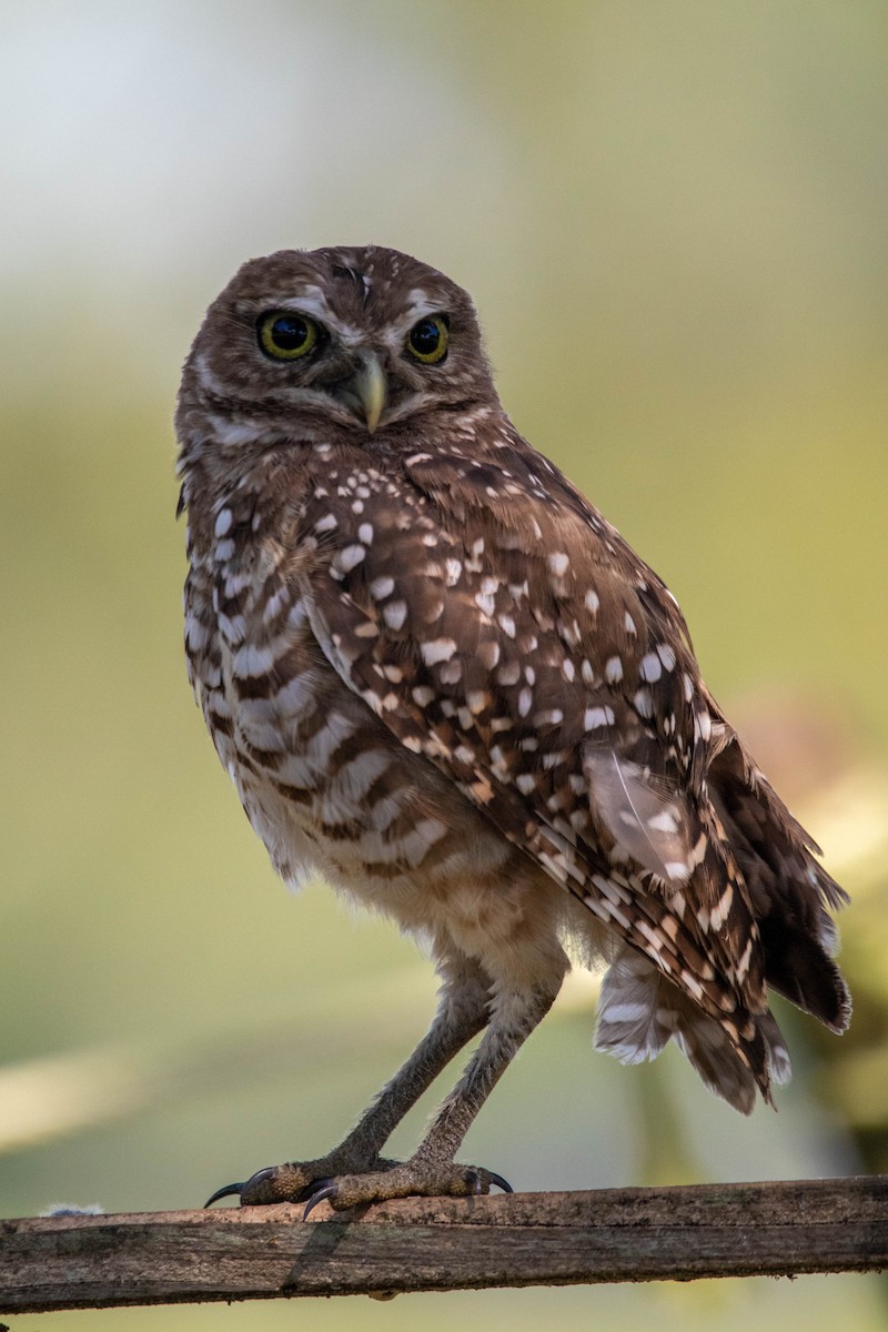 Burrowing Owl - ML623364341