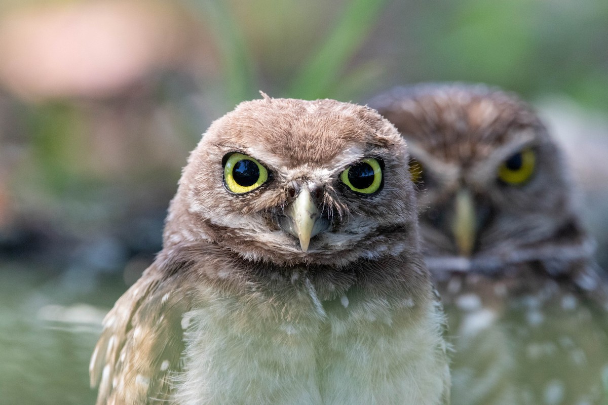 Burrowing Owl - ML623364342