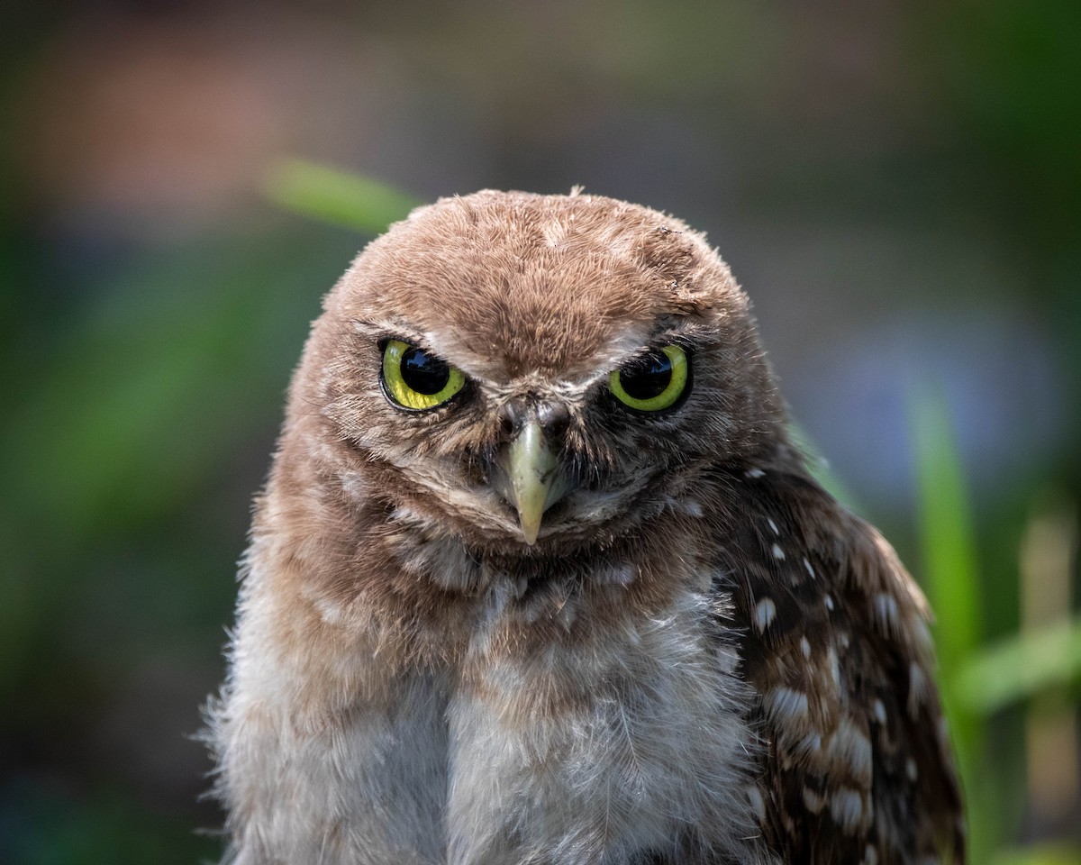 Burrowing Owl - ML623364343