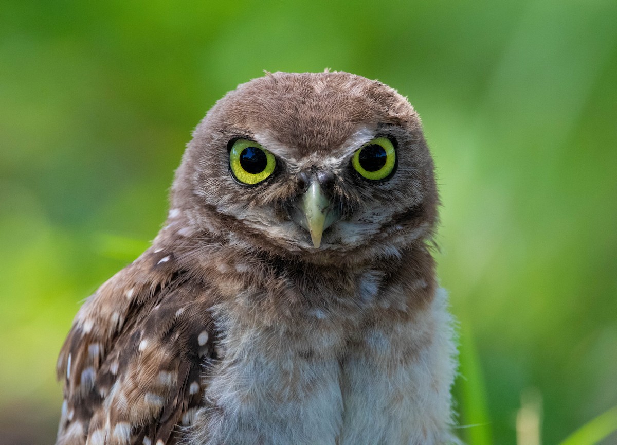 Burrowing Owl - ML623364346