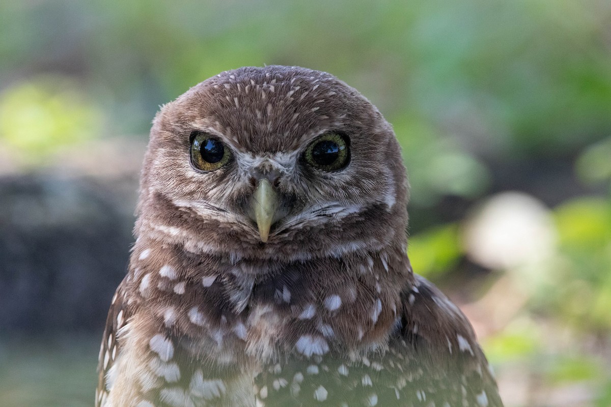 Burrowing Owl - ML623364347