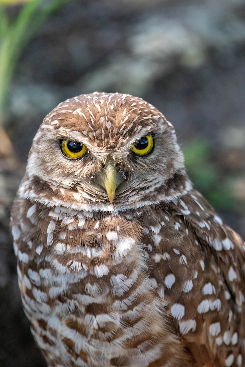 Burrowing Owl - ML623364348