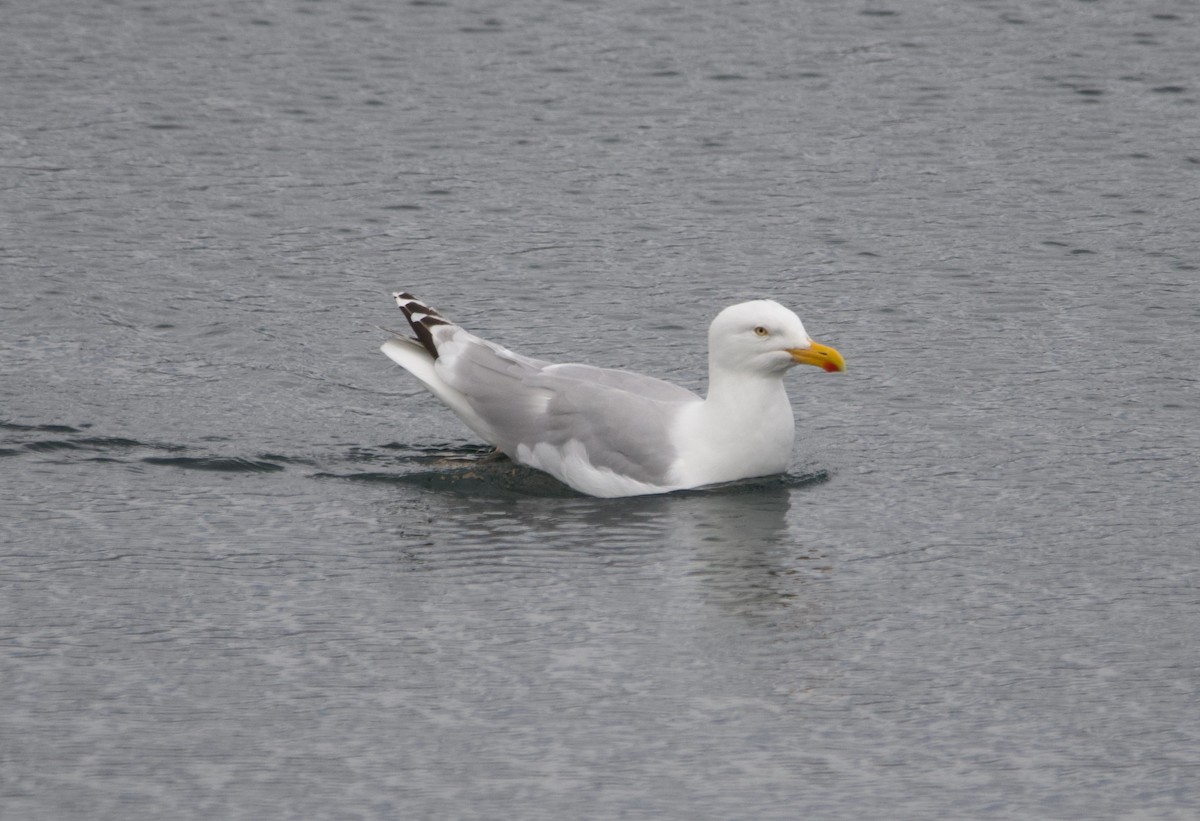 racek stříbřitý (ssp. argentatus/argenteus) - ML623364376