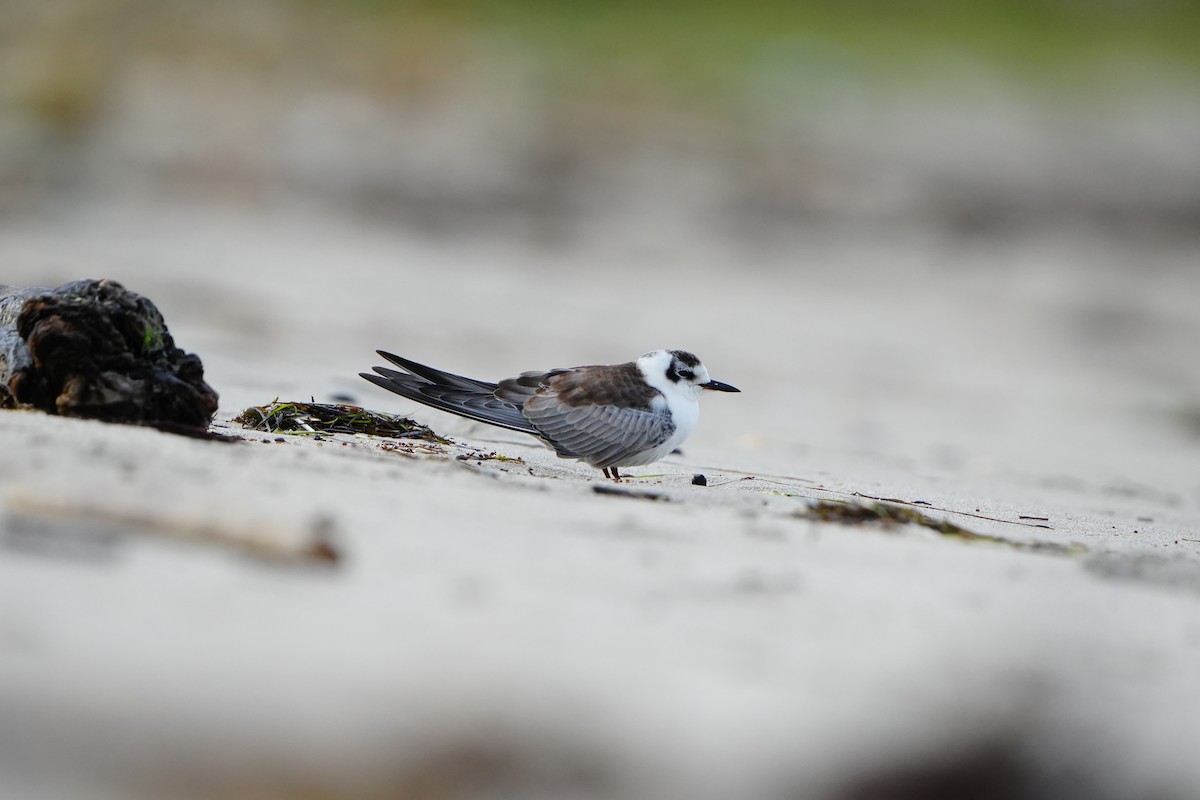 White-winged Tern - Anonymous