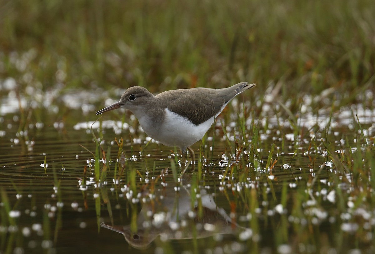 Spotted Sandpiper - ML623364469