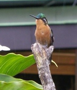 White-throated Mountain-gem - ML623364486