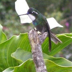 White-throated Mountain-gem - ML623364488