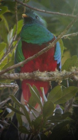 Resplendent Quetzal - ML623364527