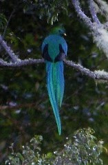 Resplendent Quetzal - ML623364528