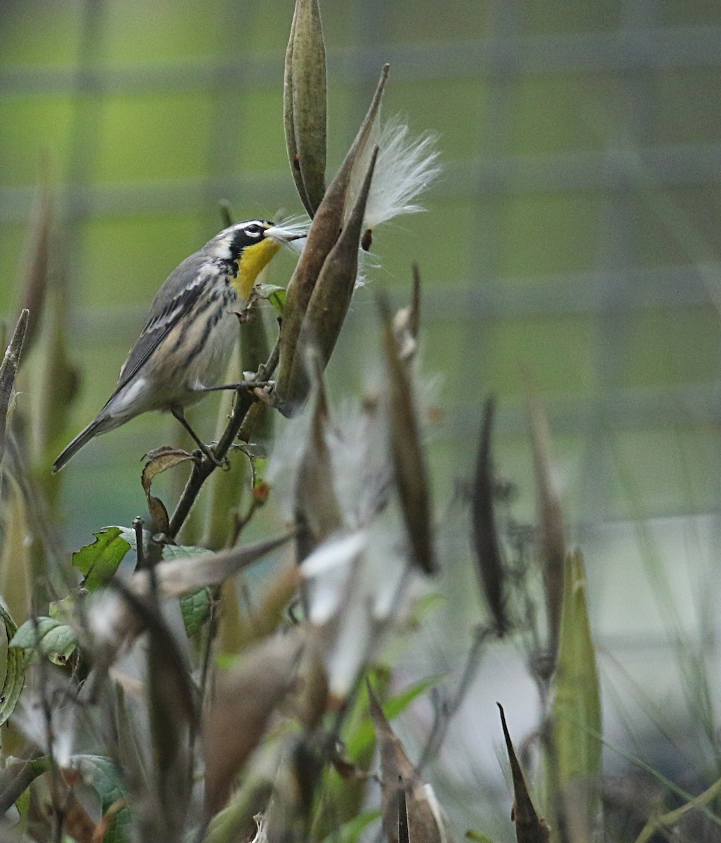 Yellow-throated Warbler - ML623364537