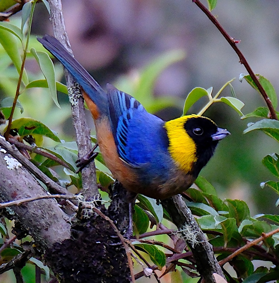 Golden-collared Tanager - ML623364579