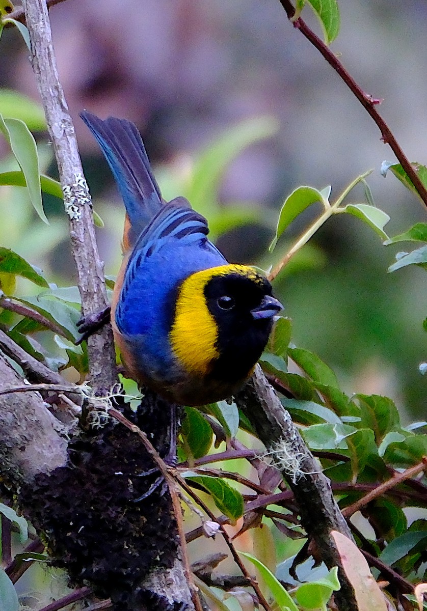 Golden-collared Tanager - ML623364580