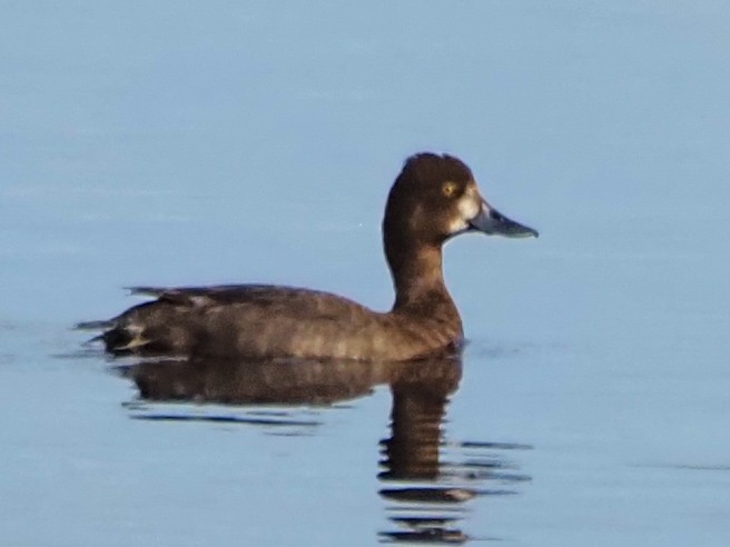 Lesser Scaup - ML623364583