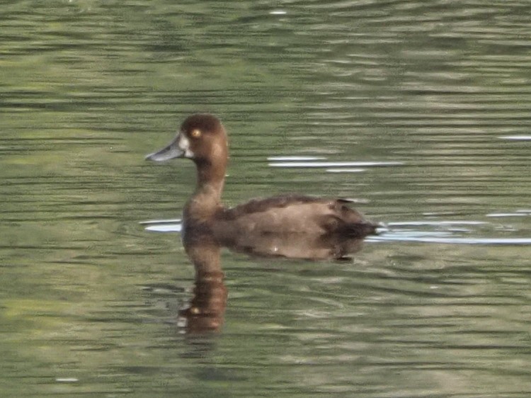 Lesser Scaup - ML623364584