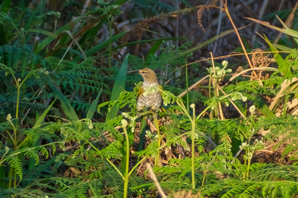 Black Cuckooshrike - ML623364587