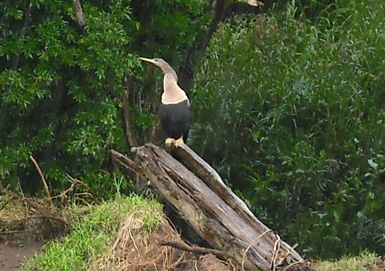 Anhinga - ML623364636