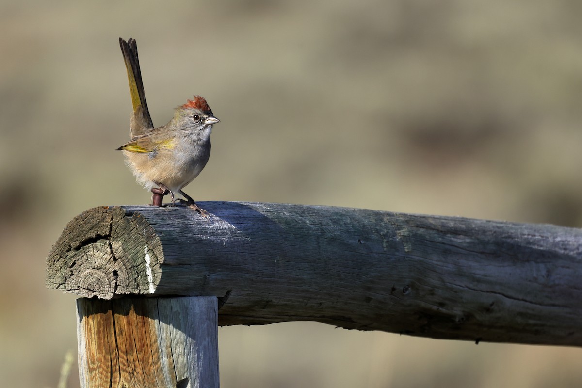 Green-tailed Towhee - ML623364638