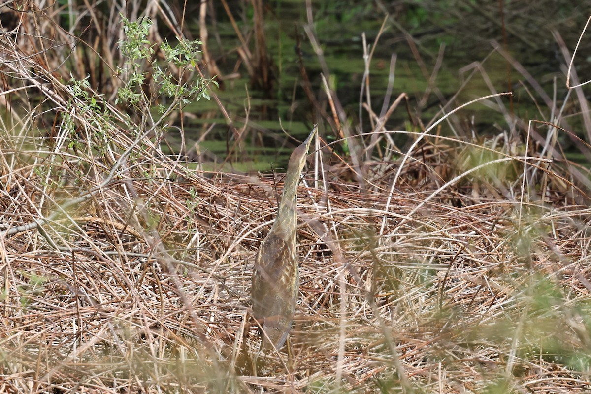 American Bittern - ML623364655