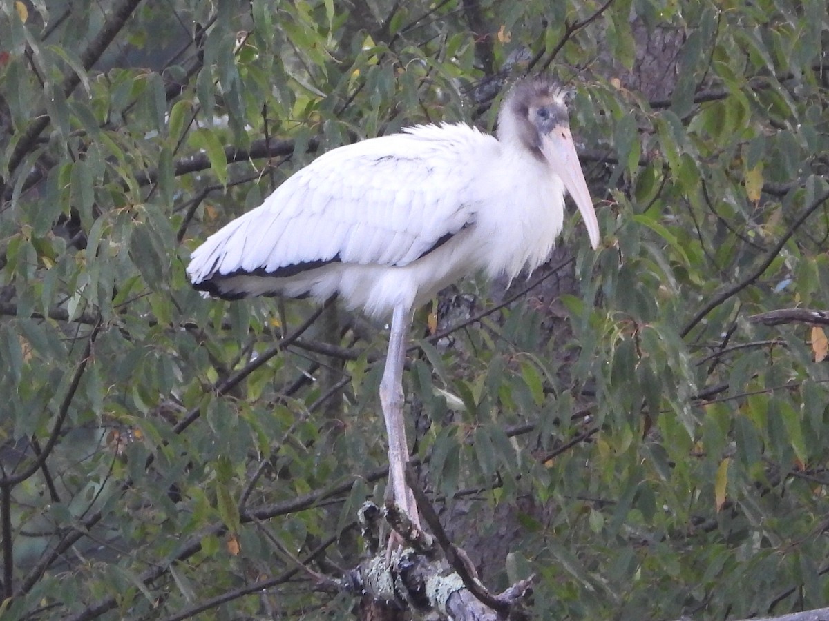 Wood Stork - ML623364751