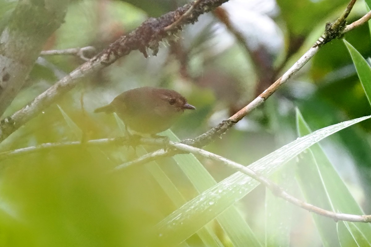 Large Scrubwren - ML623364774