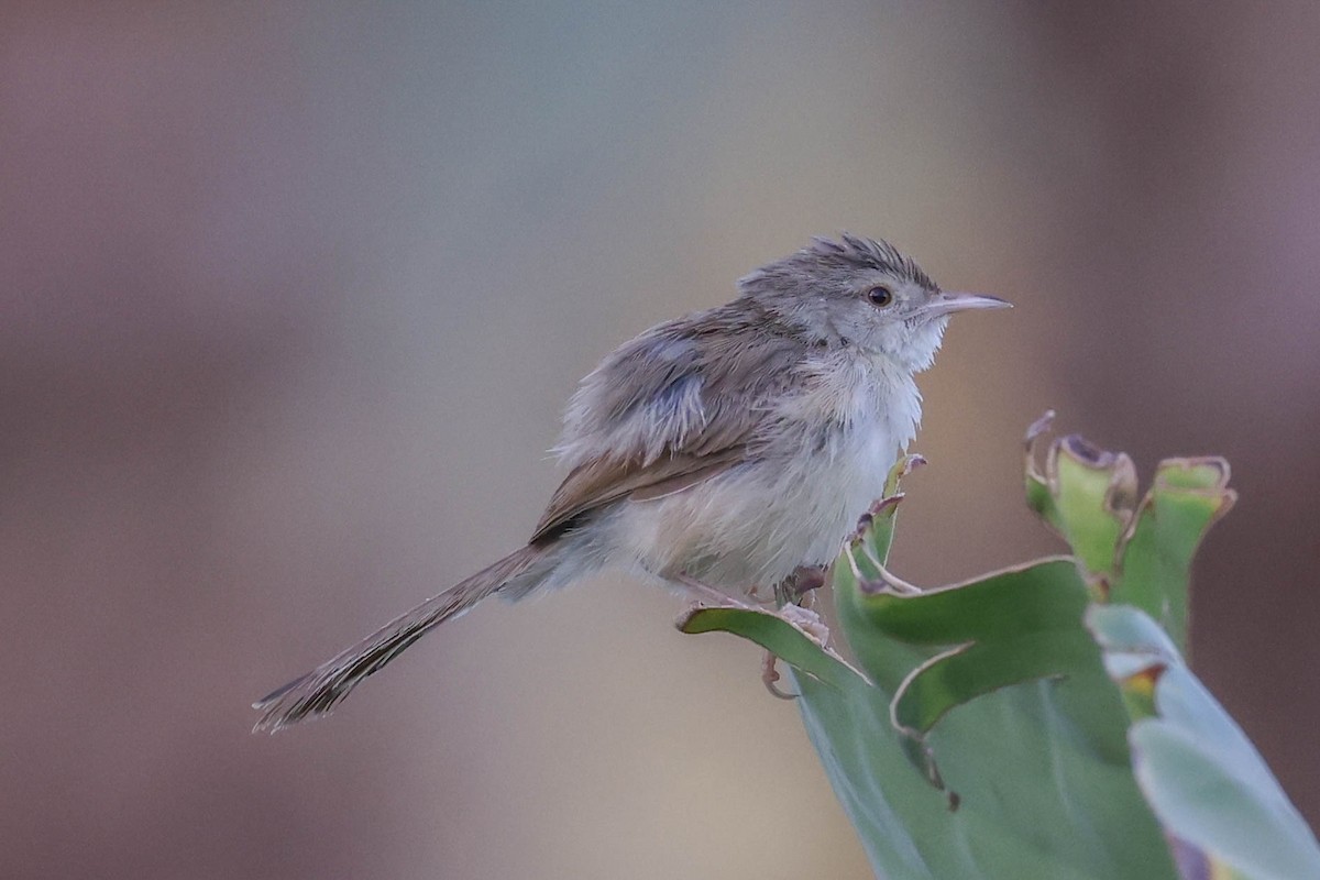 Graceful Prinia - ML623364801