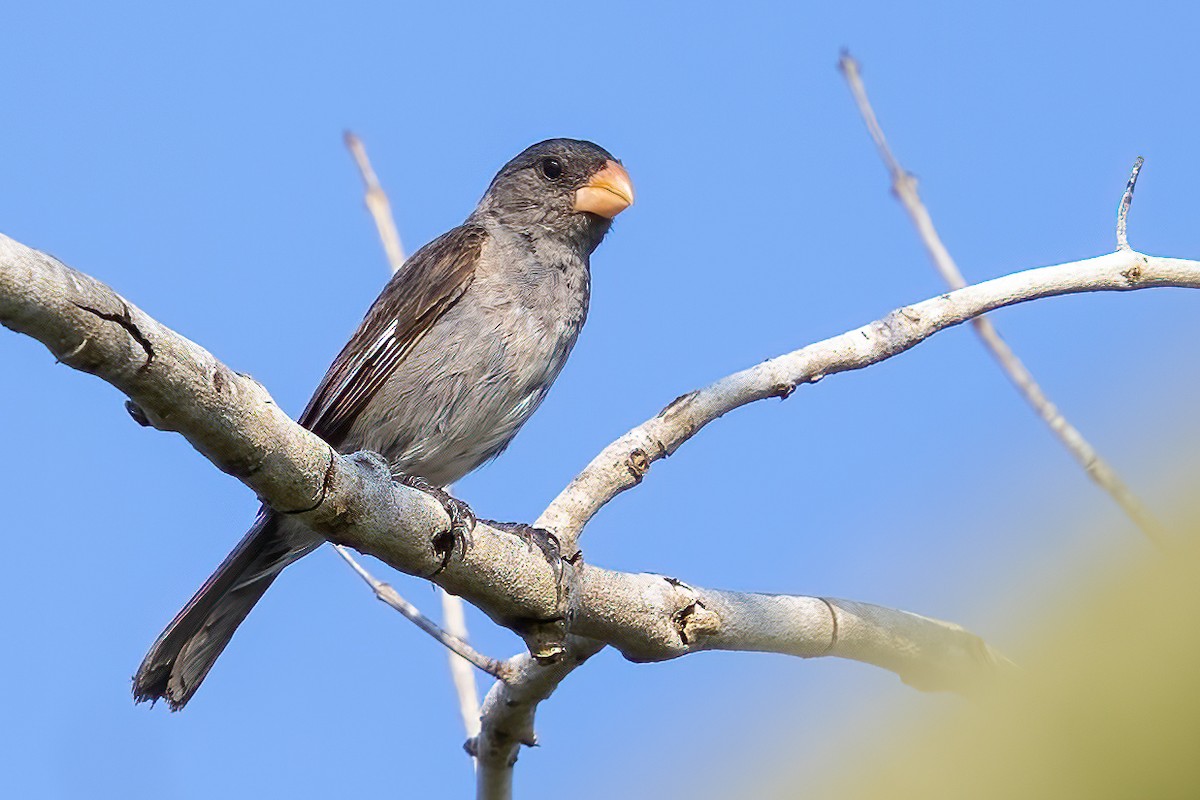 Gray Seedeater - ML623364810