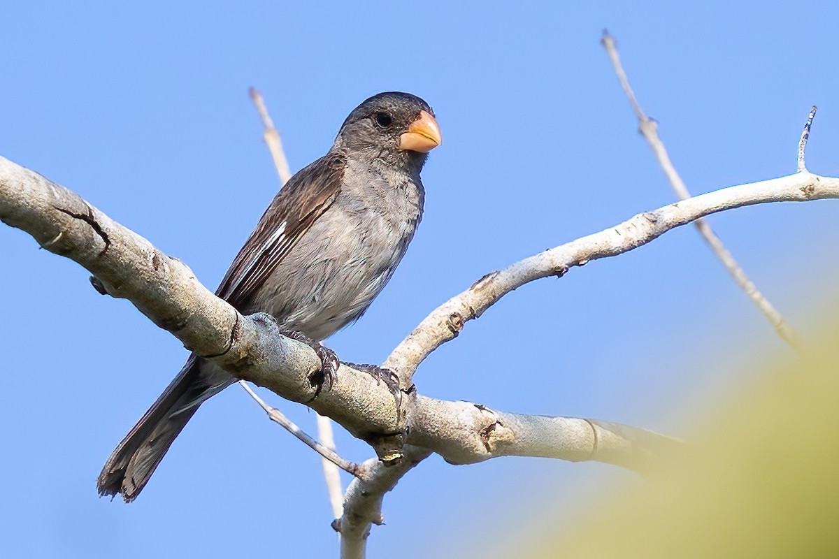 Gray Seedeater - ML623364811