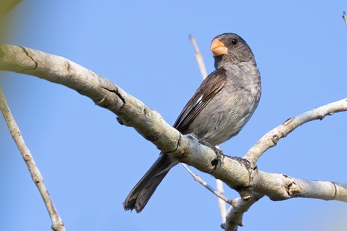 Gray Seedeater - ML623364812