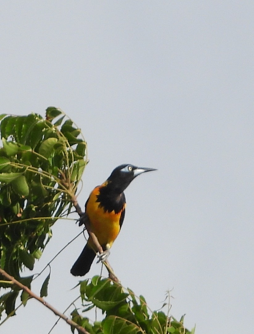 Venezuelan Troupial - ML623364901