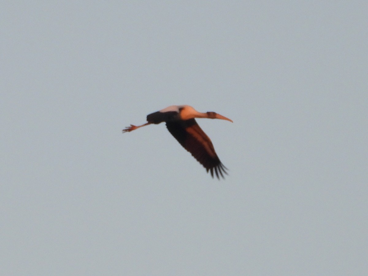 Wood Stork - ML623364906