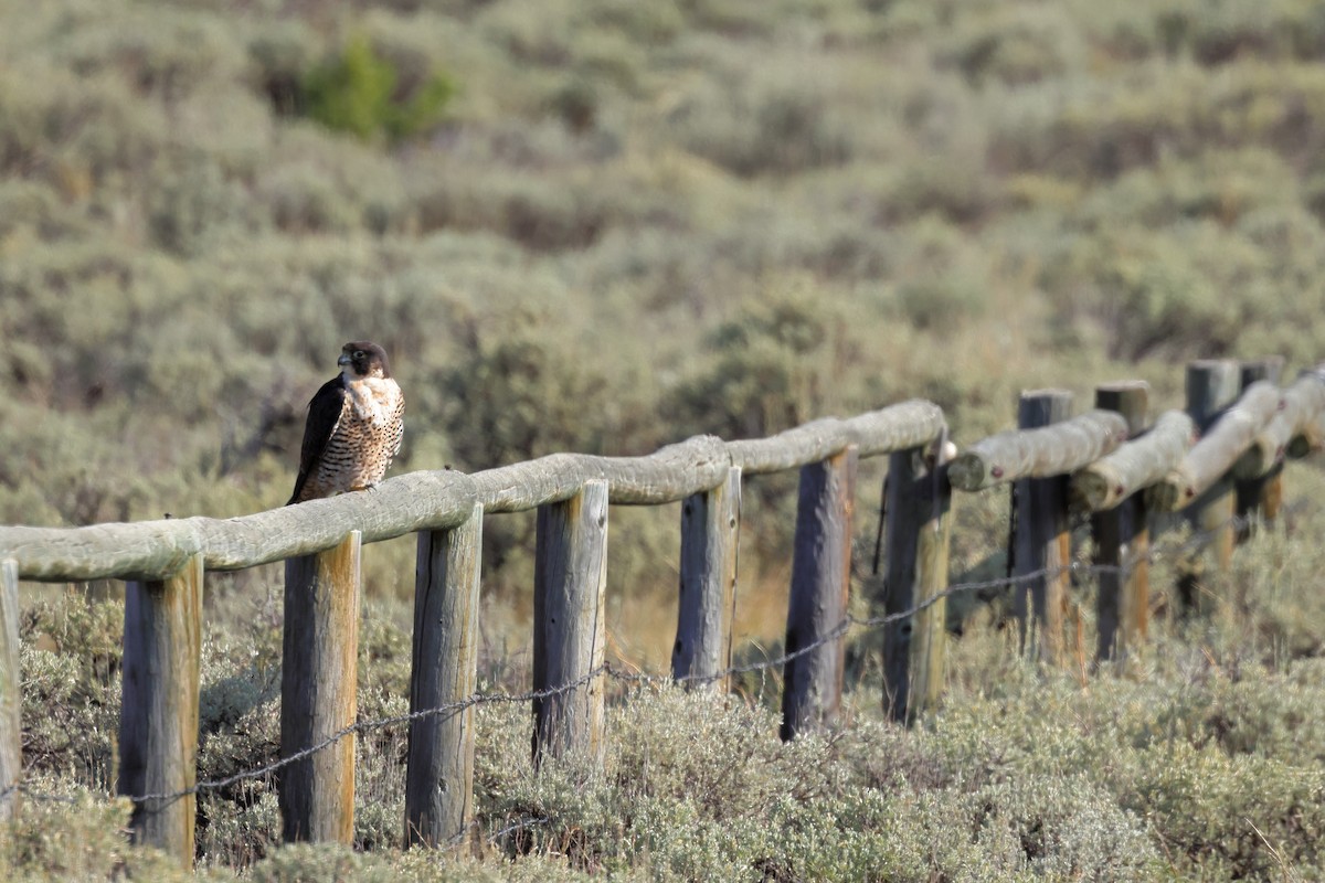 Peregrine Falcon - ML623365027