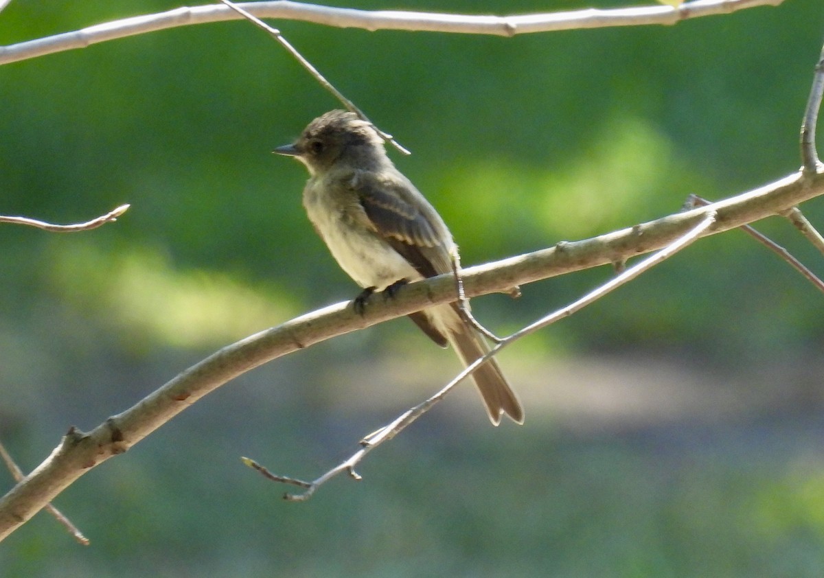 Eastern Phoebe - ML623365048