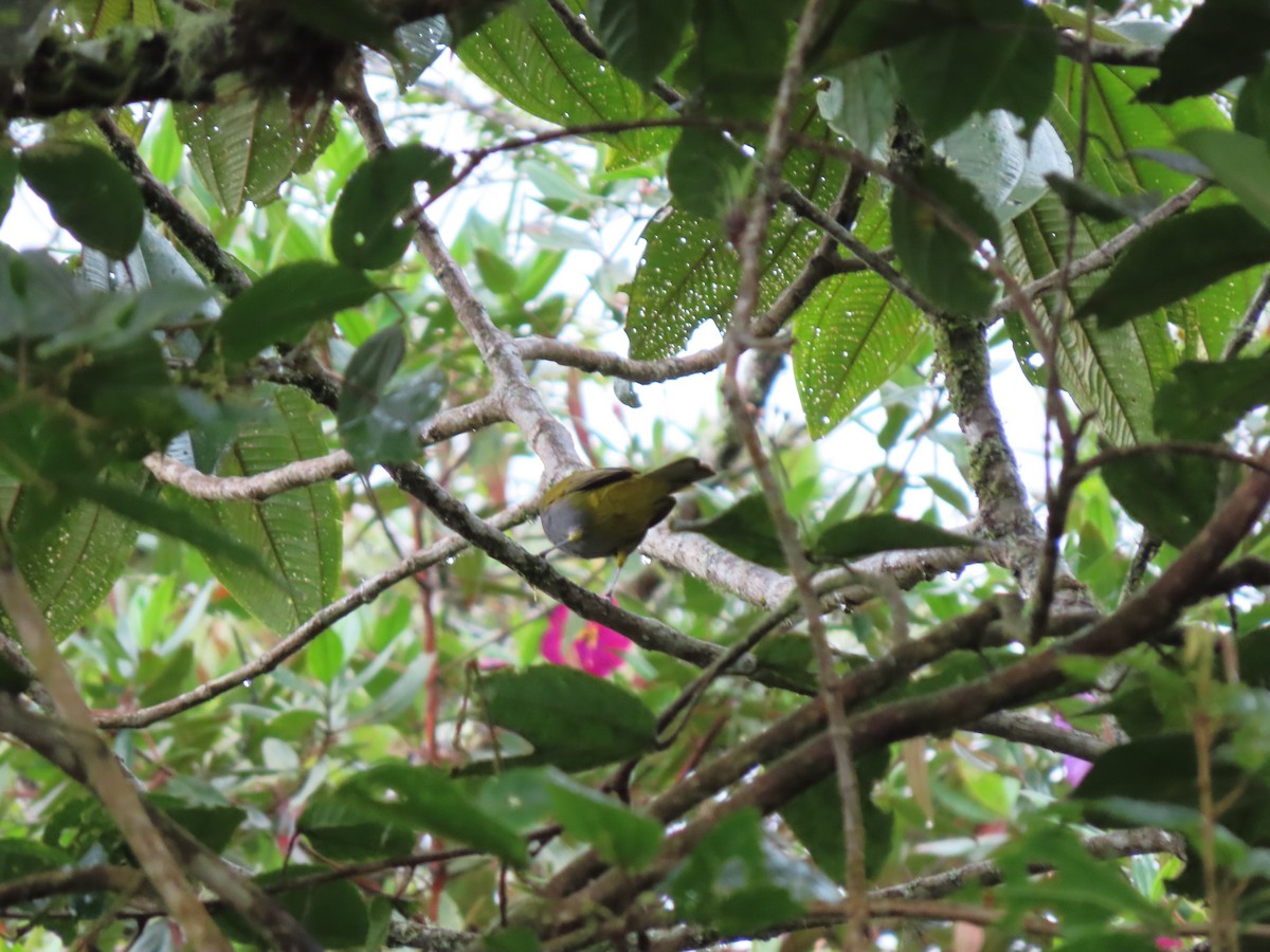 Blue-capped Tanager - Cristian Cufiño