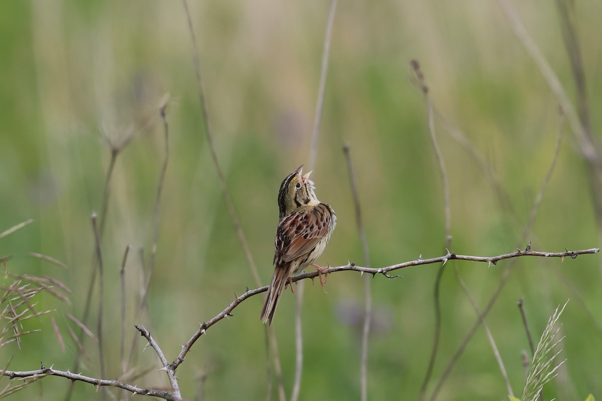 Henslow's Sparrow - ML623365183