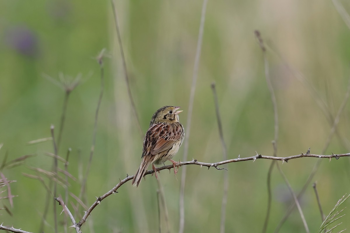 Henslow's Sparrow - ML623365184