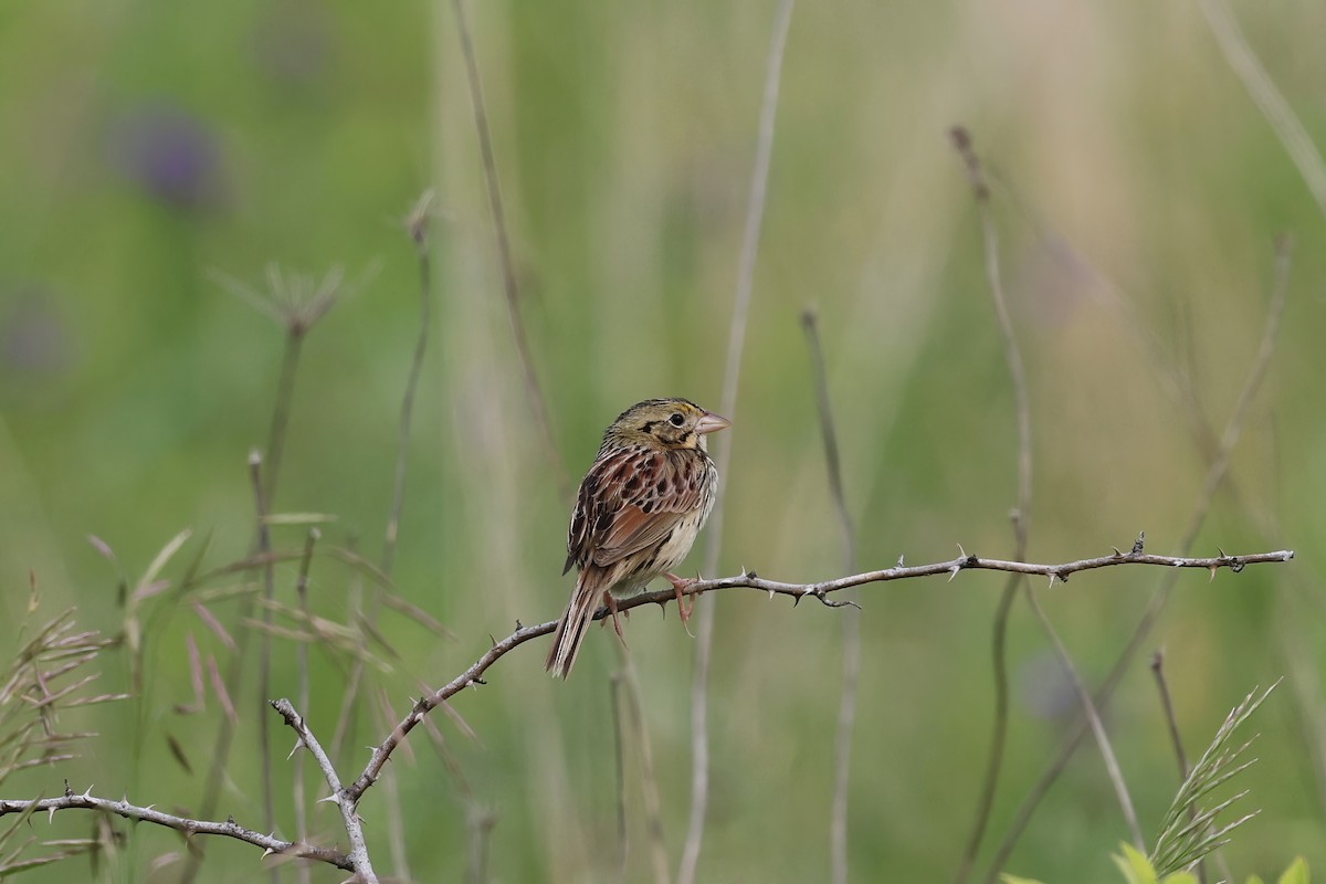 Henslow's Sparrow - ML623365185