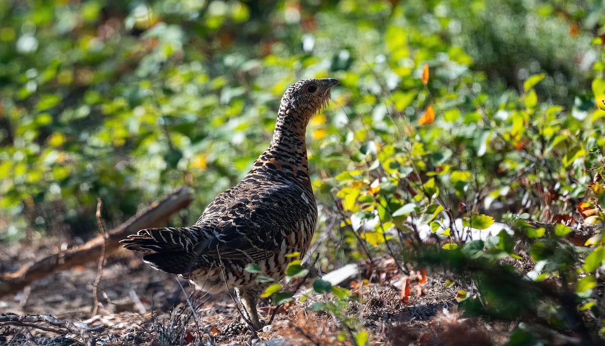 Western Capercaillie - Éric Francois Roualet