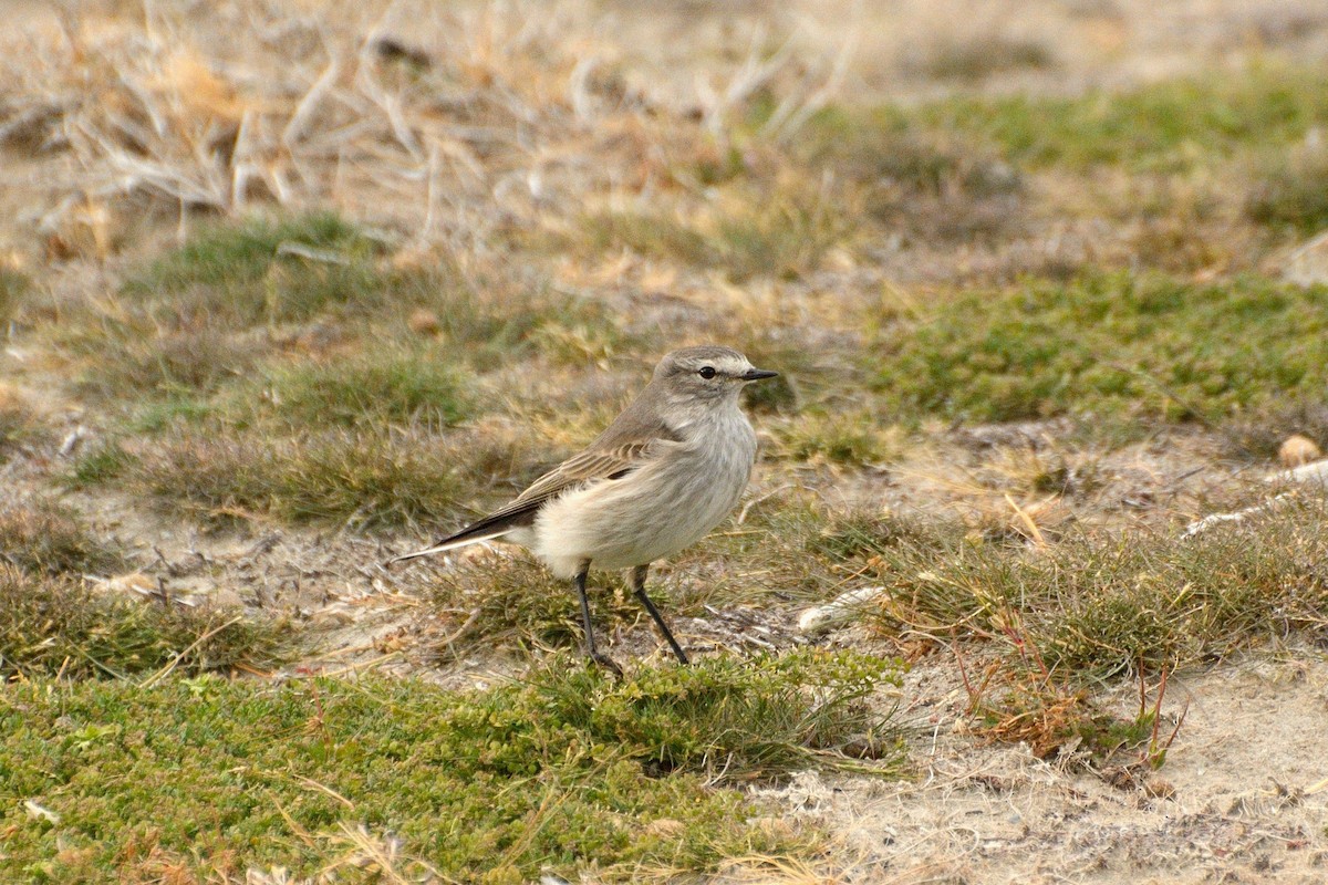 Ochre-naped Ground-Tyrant - ML623365284