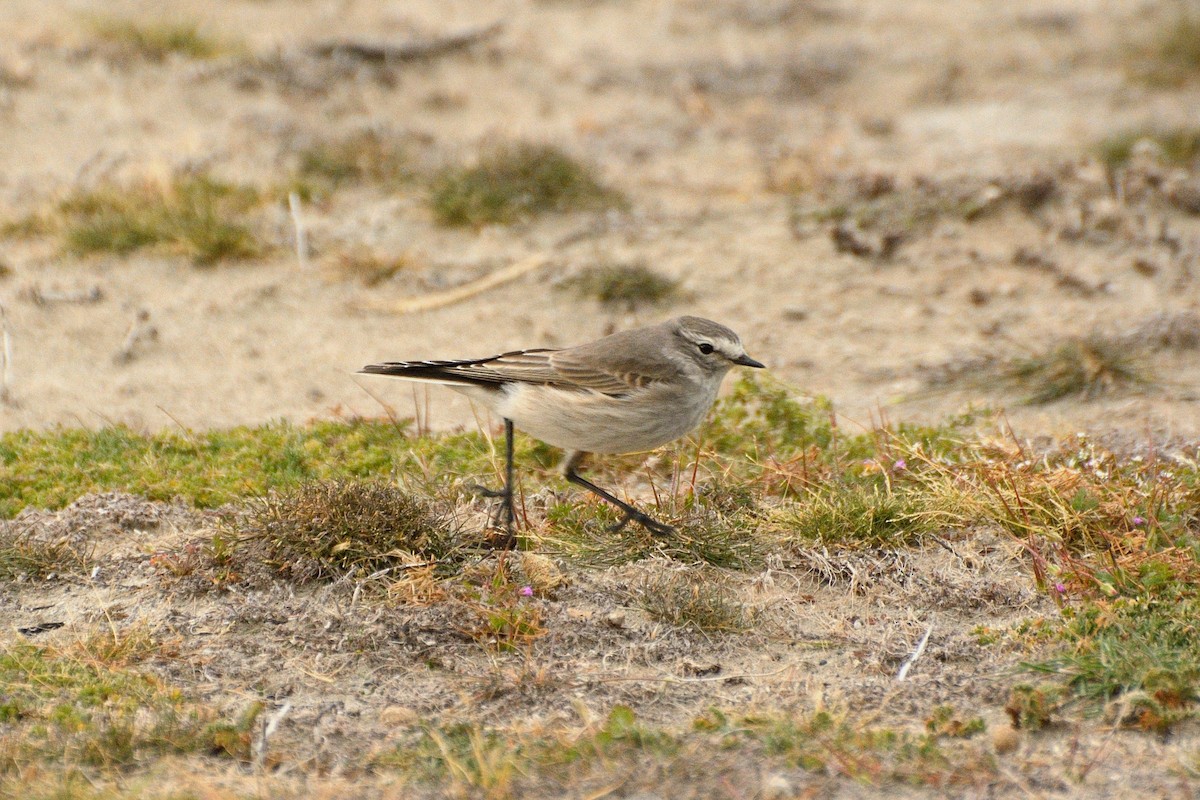 Ochre-naped Ground-Tyrant - ML623365285