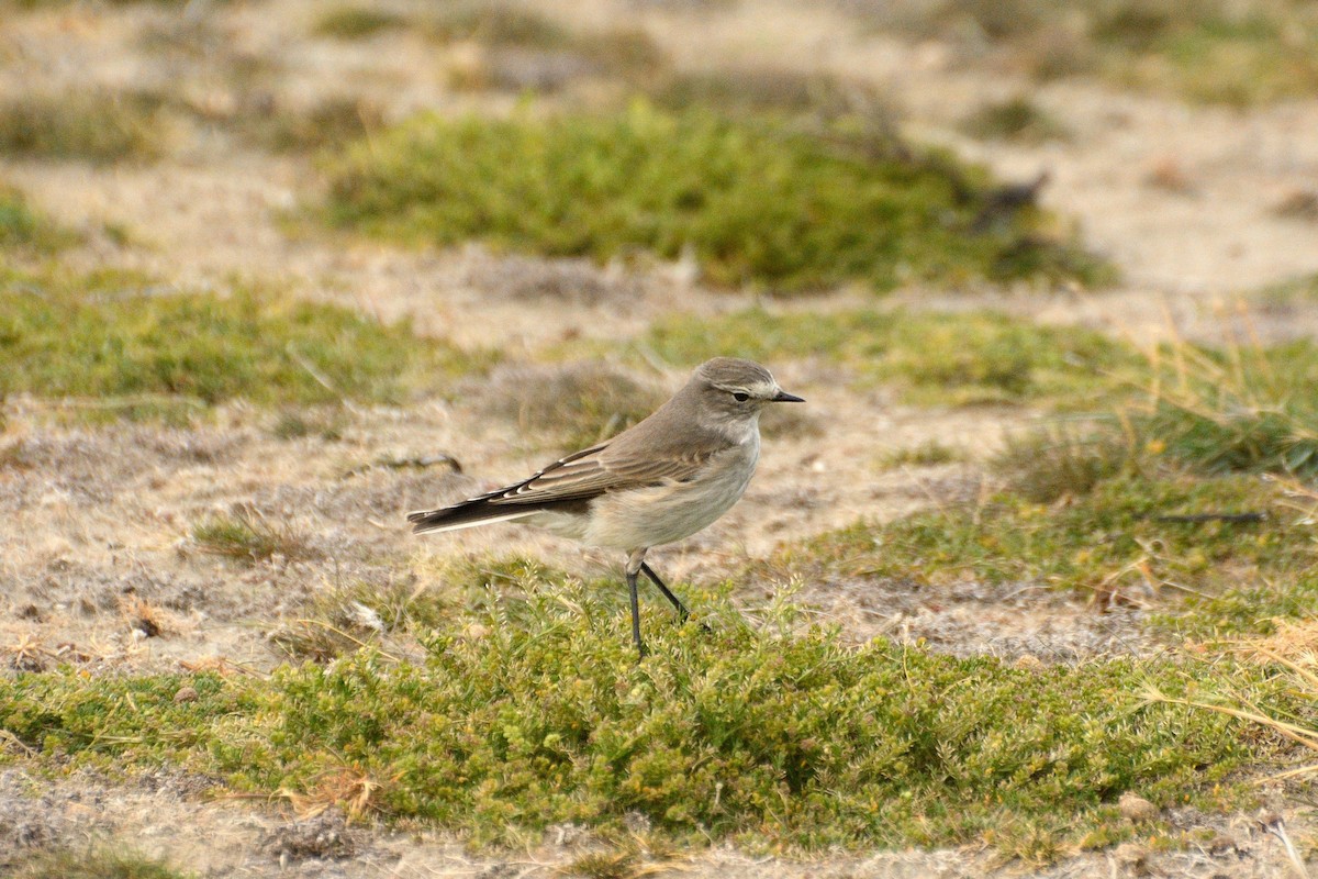 Ochre-naped Ground-Tyrant - ML623365286