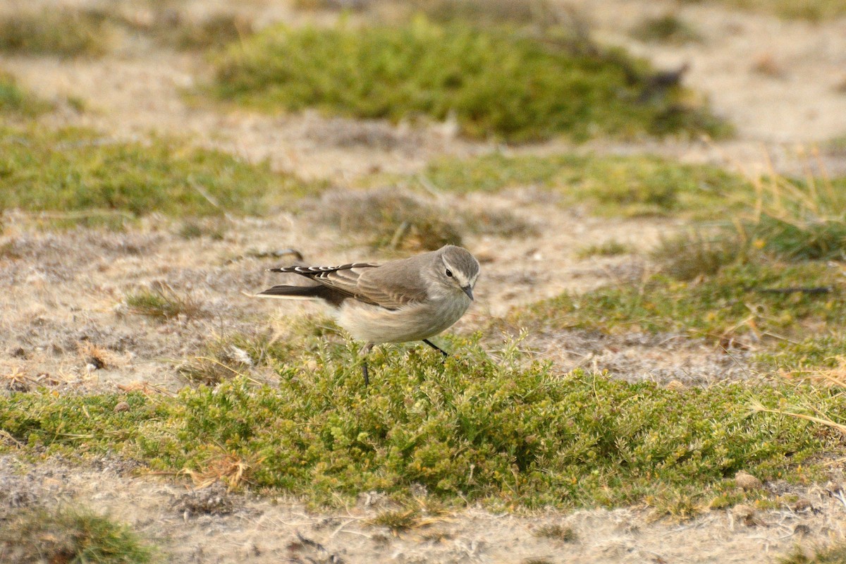 Ochre-naped Ground-Tyrant - ML623365287