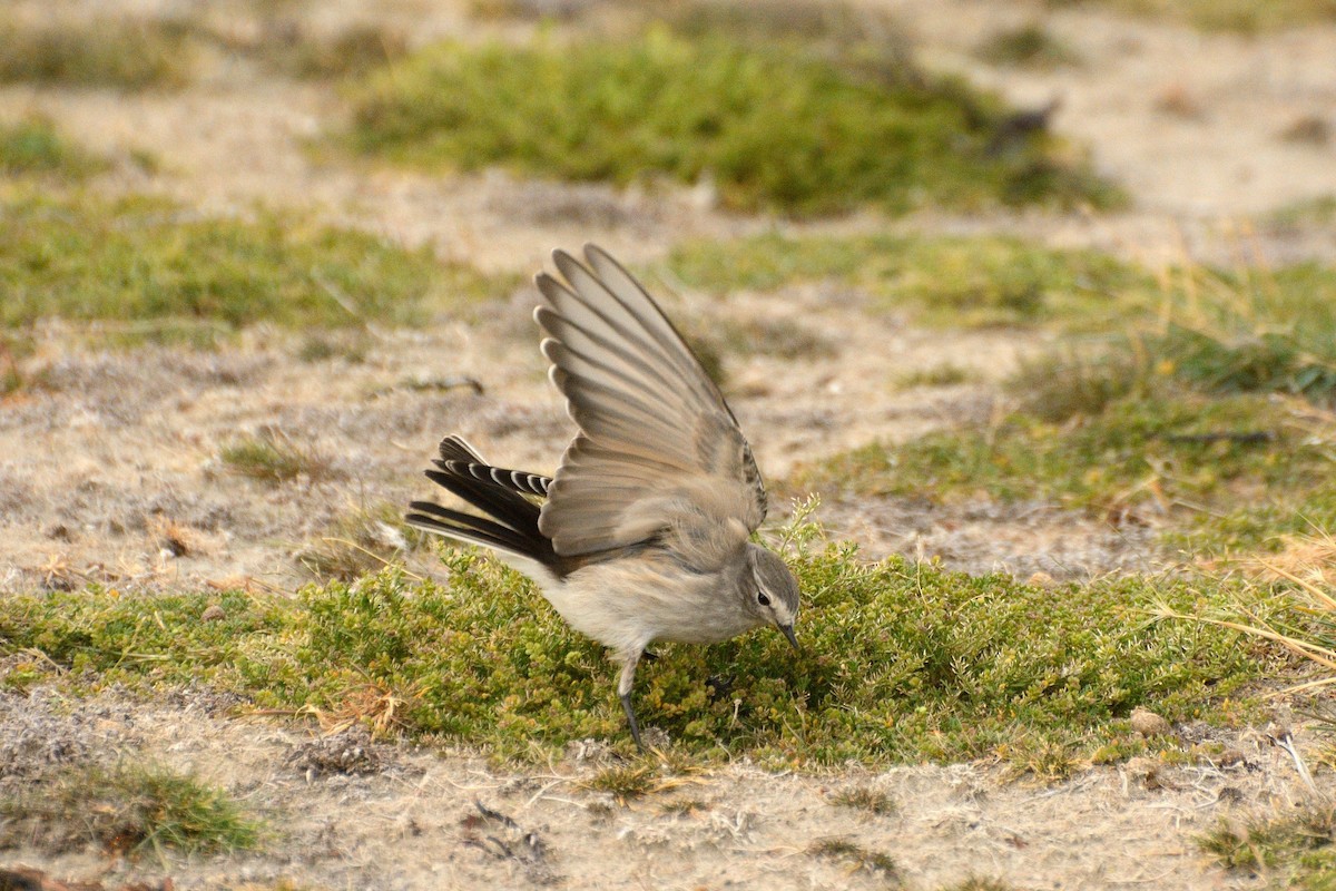 Ochre-naped Ground-Tyrant - ML623365288