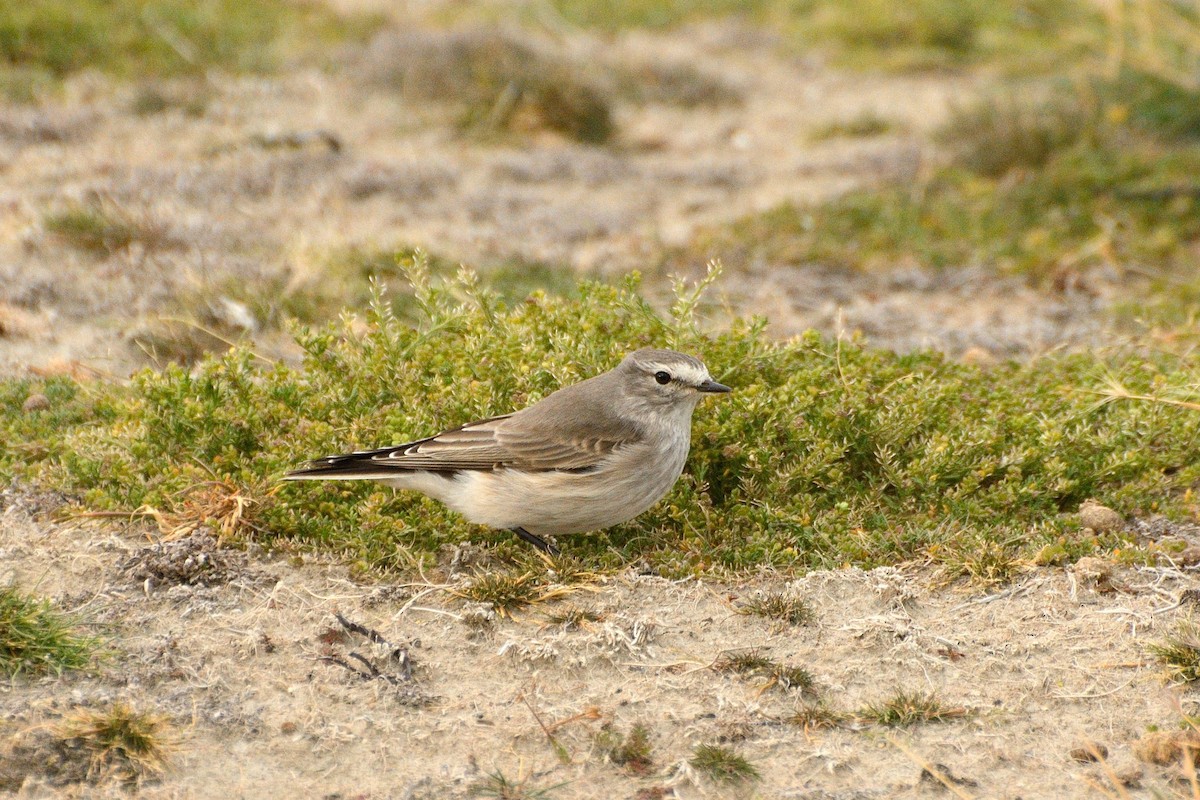 Ochre-naped Ground-Tyrant - ML623365289