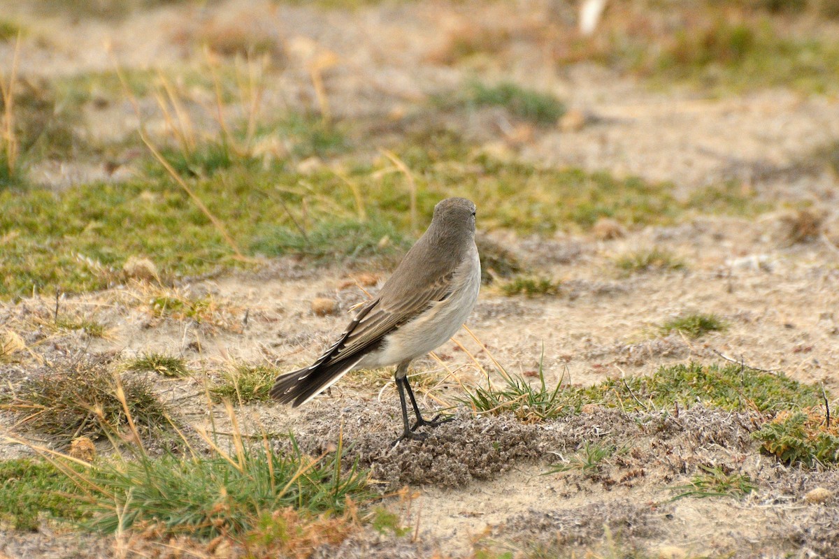 Ochre-naped Ground-Tyrant - ML623365290