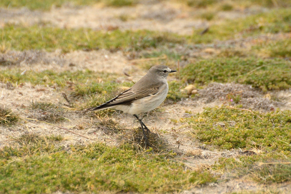 Ochre-naped Ground-Tyrant - ML623365291