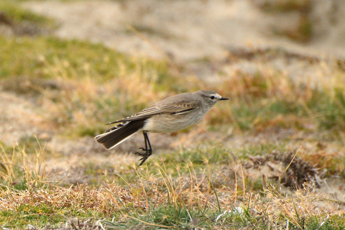 Ochre-naped Ground-Tyrant - ML623365293