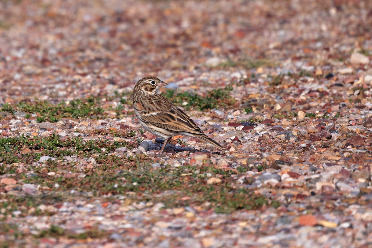 Vesper Sparrow - ML623365304